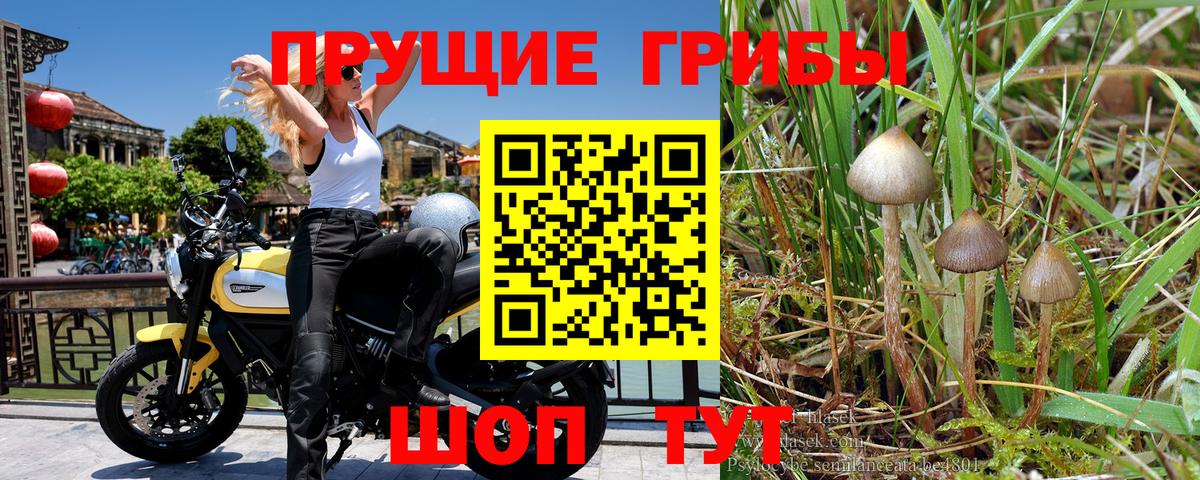 купить   Чусовой  Псилоцибиновые грибы Magic Shrooms  Псилоцибиновые грибы Magic Shrooms 